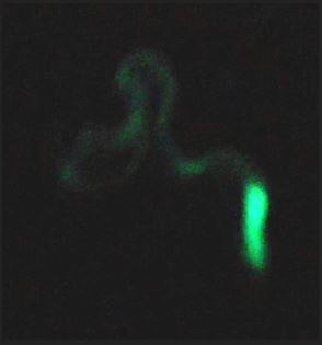 marine glow worms